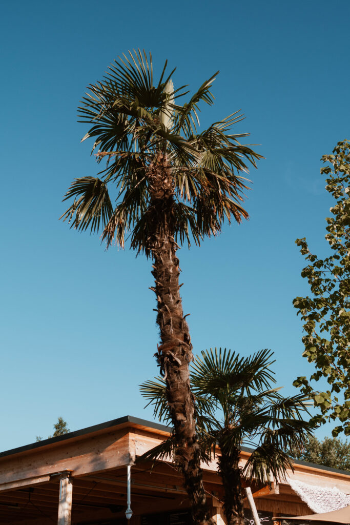 Palmen-Streucher-Garten-Mood-Heaven7-Strnadhaus-Bodensee_H7-LUT_4