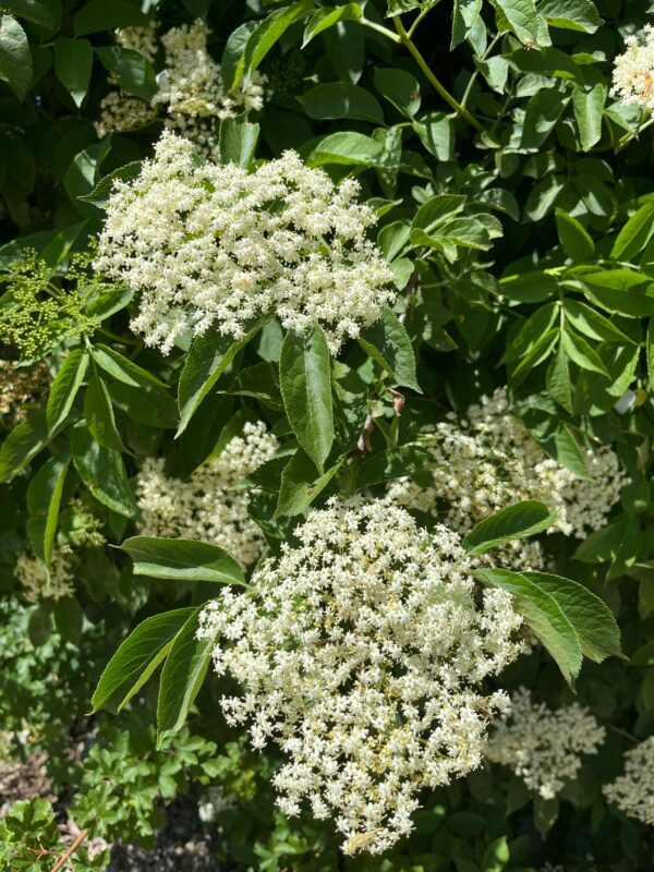 Hollundersirup